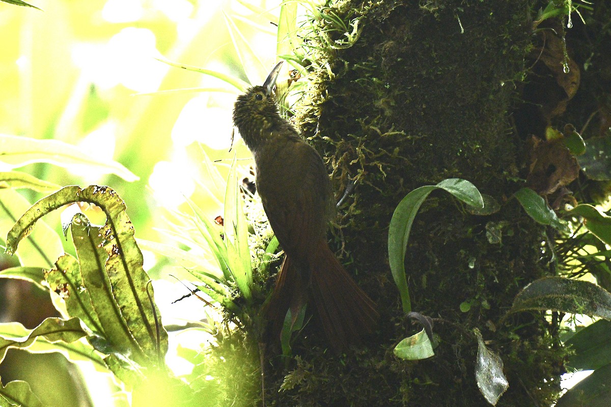 Spotted Woodcreeper - ML453895771