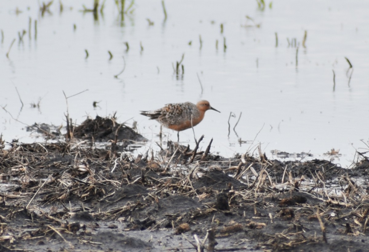 Red Knot - ML453896011