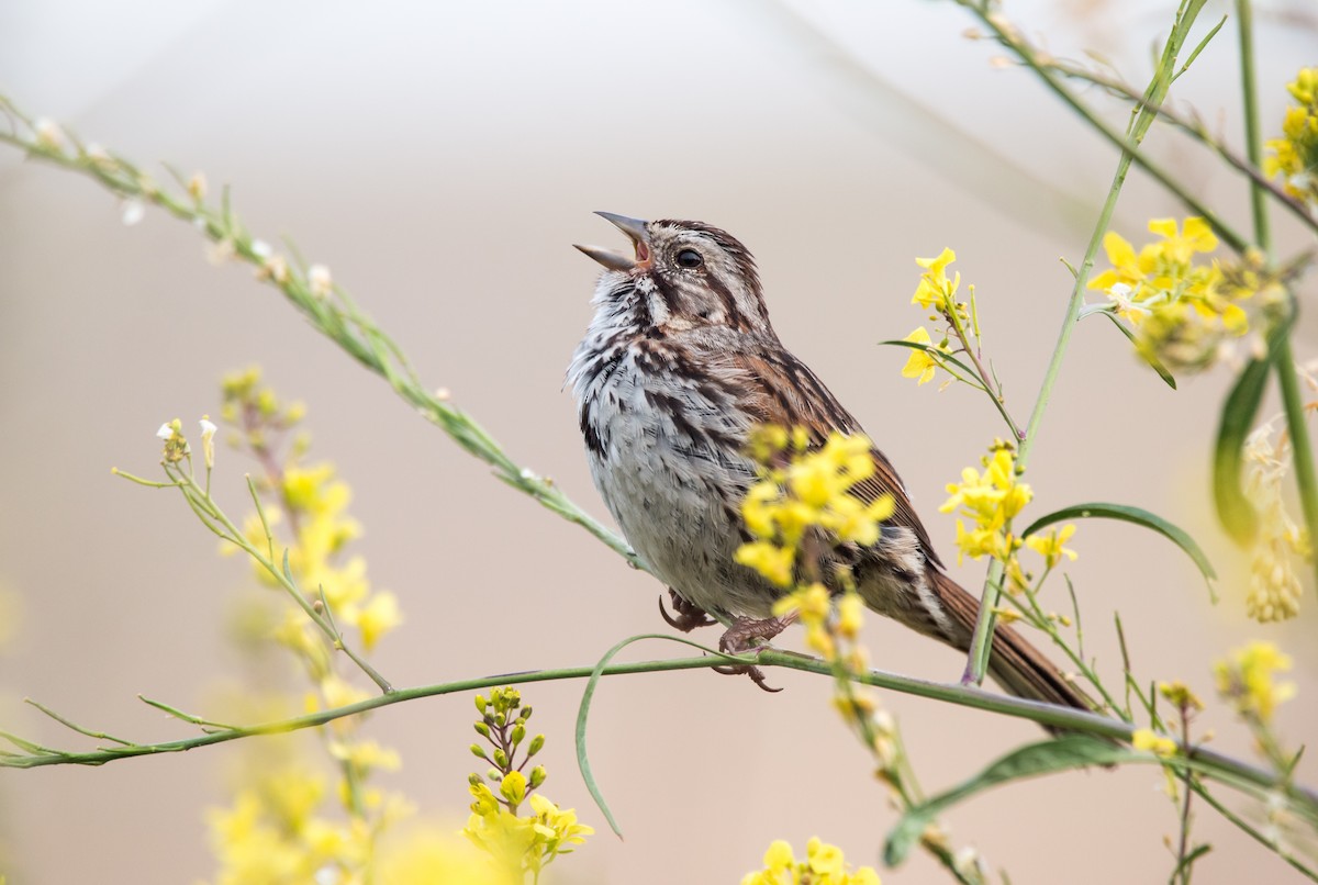 Song Sparrow (heermanni Group) - BAL Land
