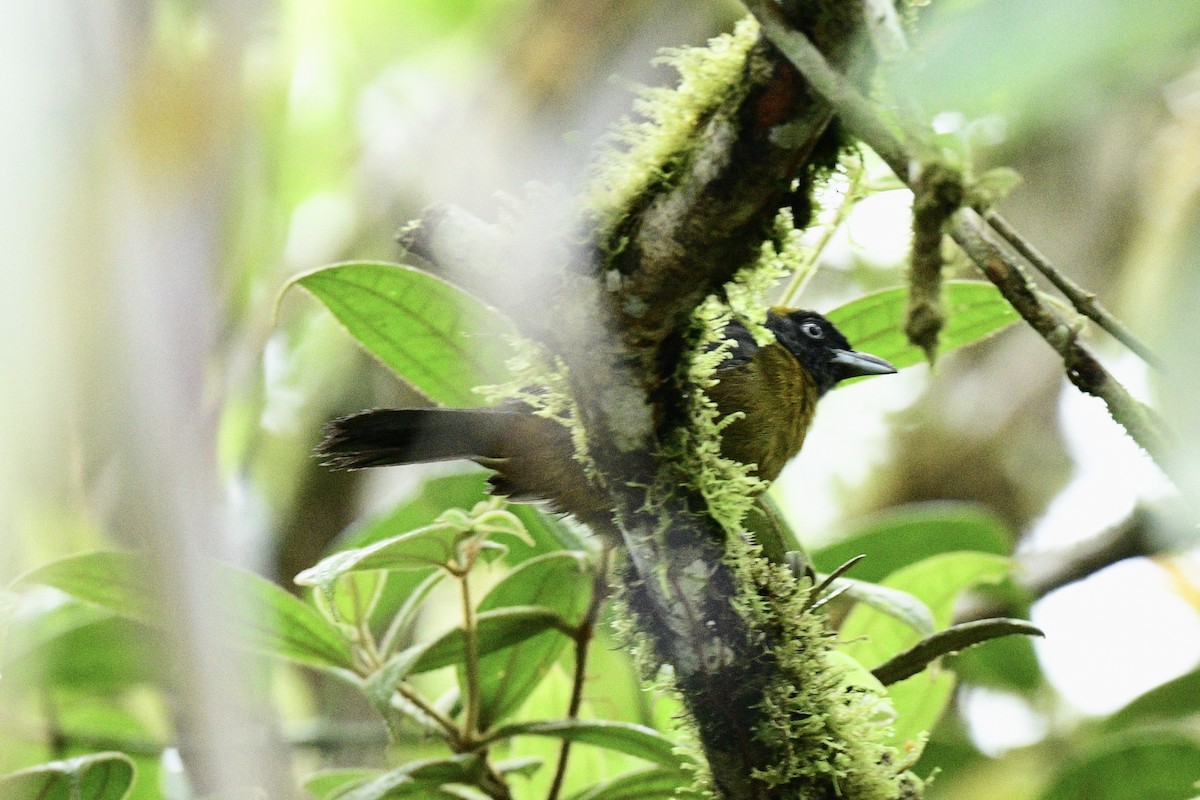 Dusky-faced Tanager - Lily Yllescas