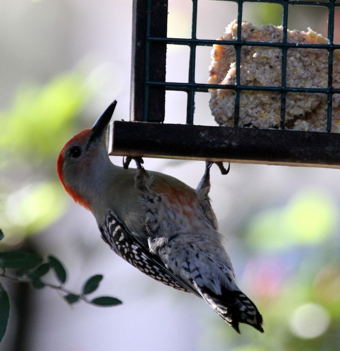 Red-bellied Woodpecker - ML45389941