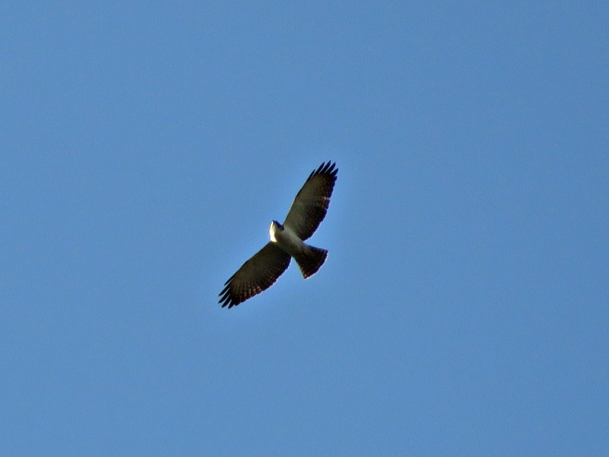 Short-tailed Hawk - ML453900671