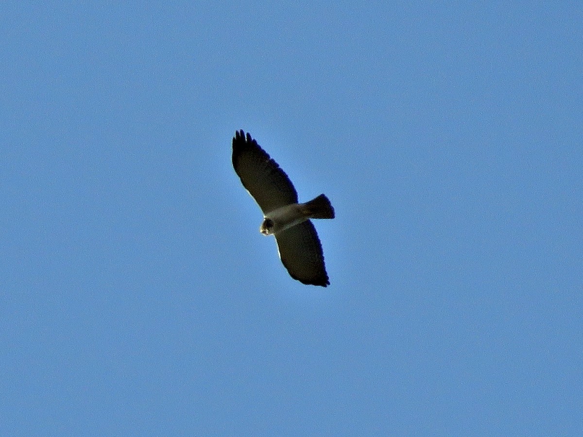 Short-tailed Hawk - ML453900681