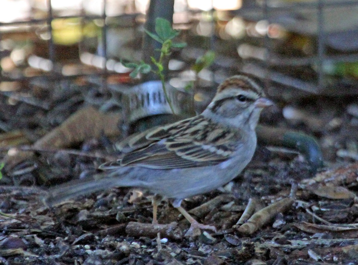 Chipping Sparrow - Murray Gardler