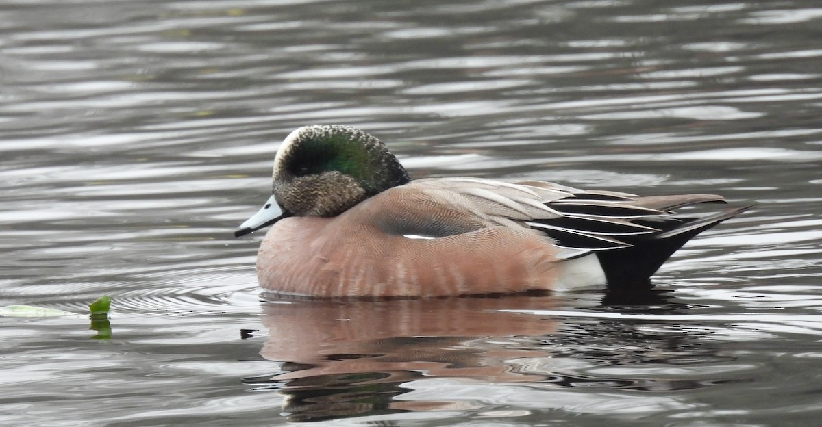 American Wigeon - Holly Becker