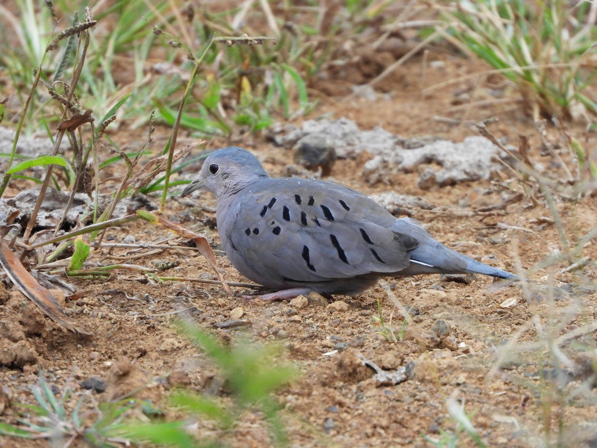 Ecuadorian Ground Dove - ML453906171