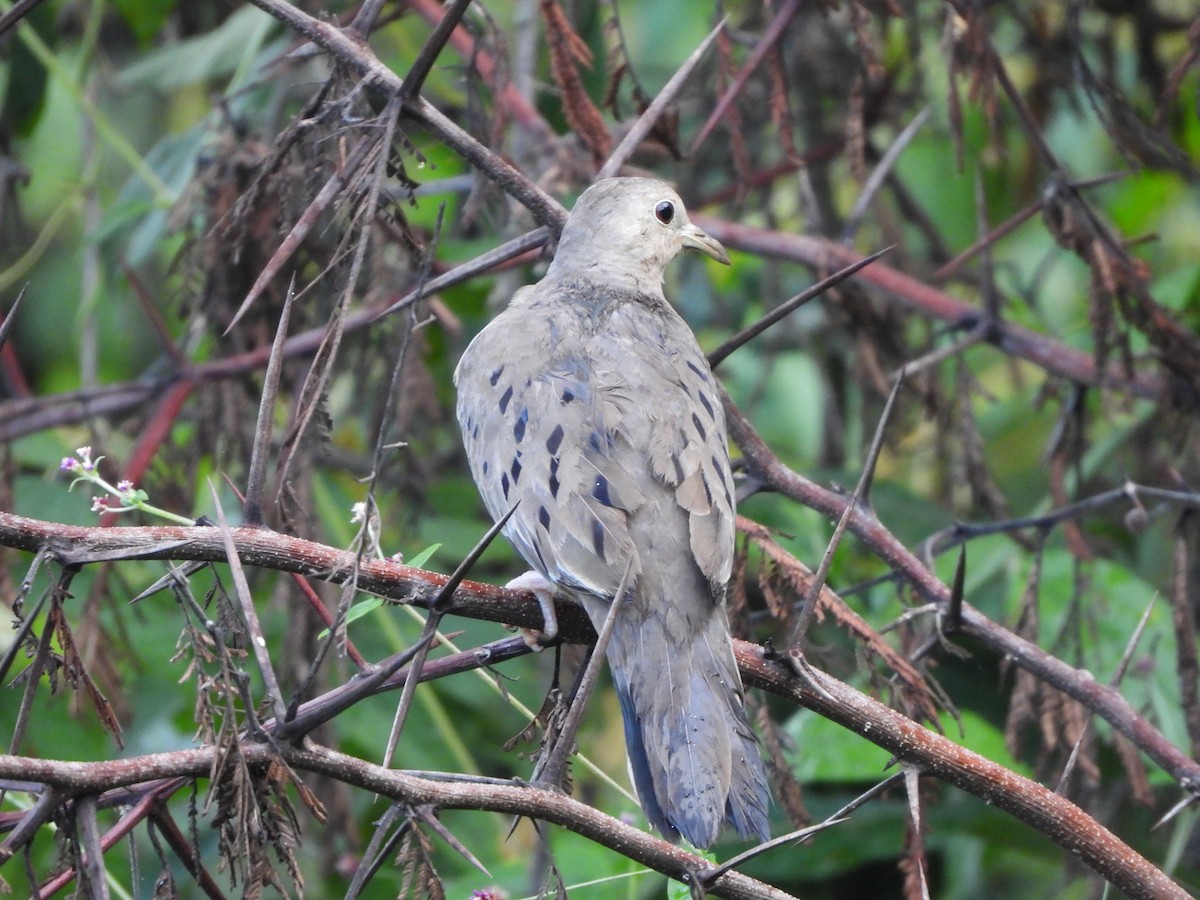 Ecuadorian Ground Dove - ML453906421