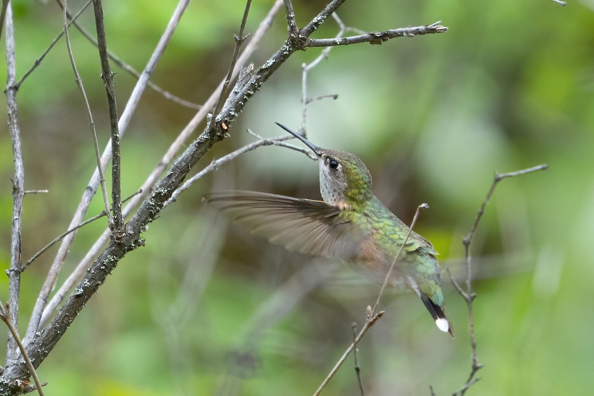 Rufous Hummingbird - James Patten