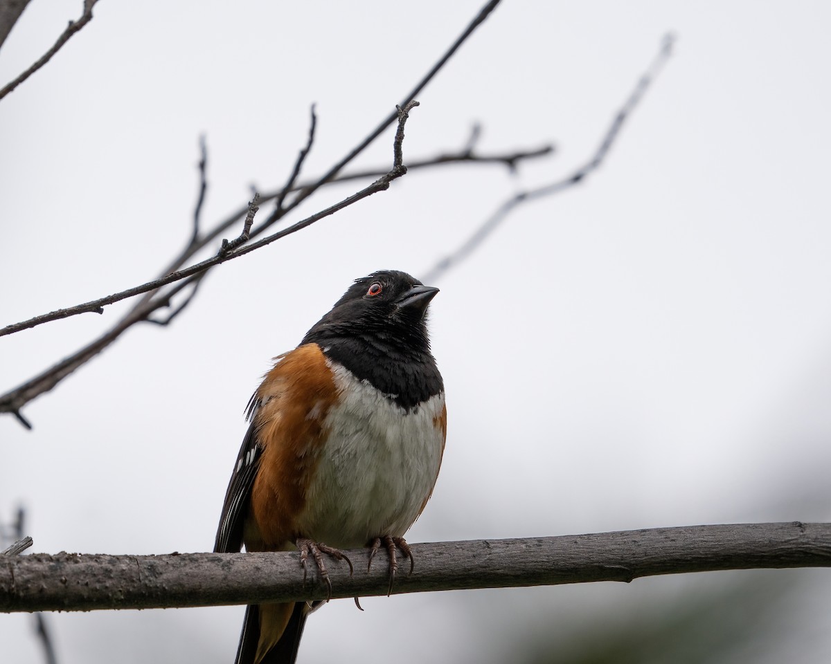 Spotted Towhee - James Patten