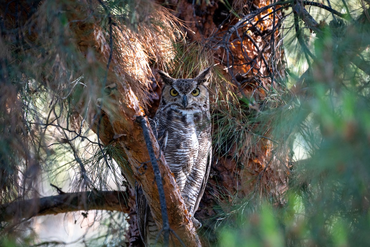 Great Horned Owl - ML453910601