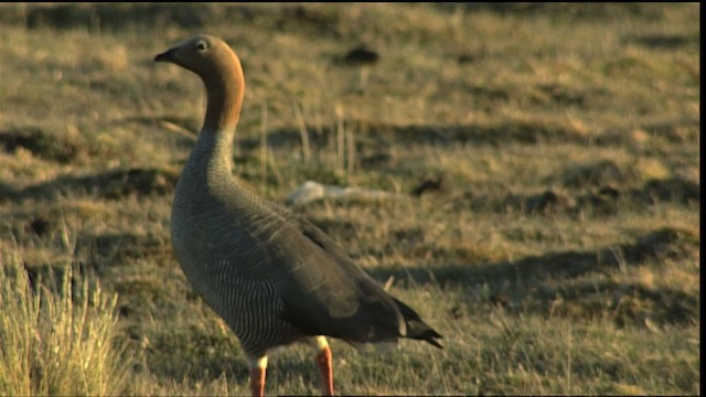 Ruddy-headed Goose - ML453917