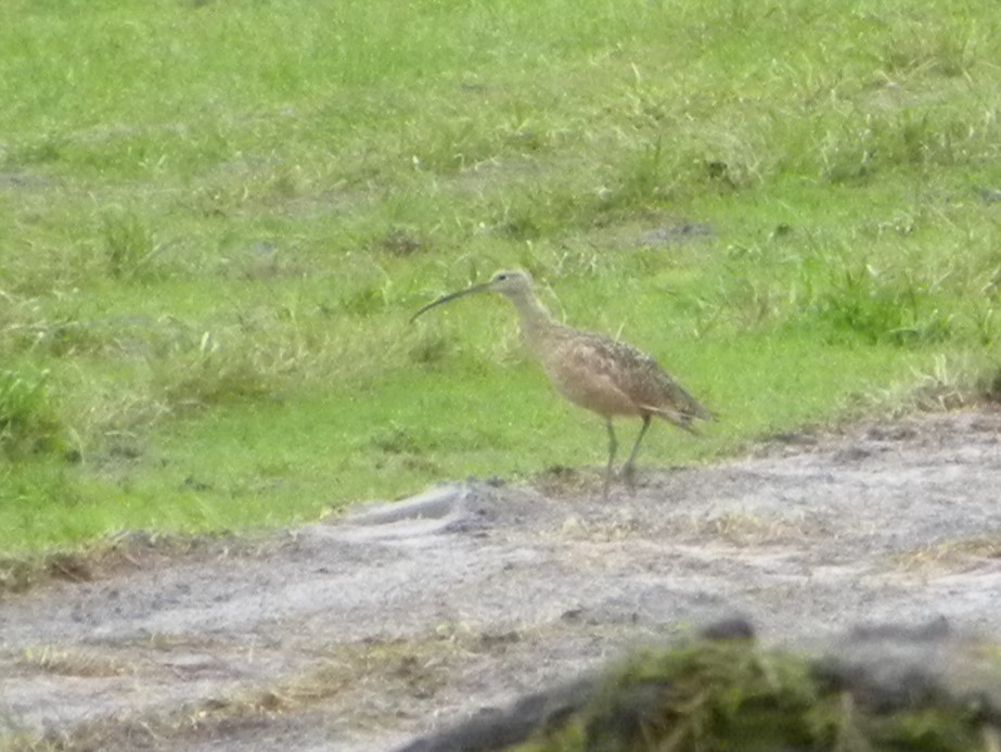 Long-billed Curlew - Ed Kwater