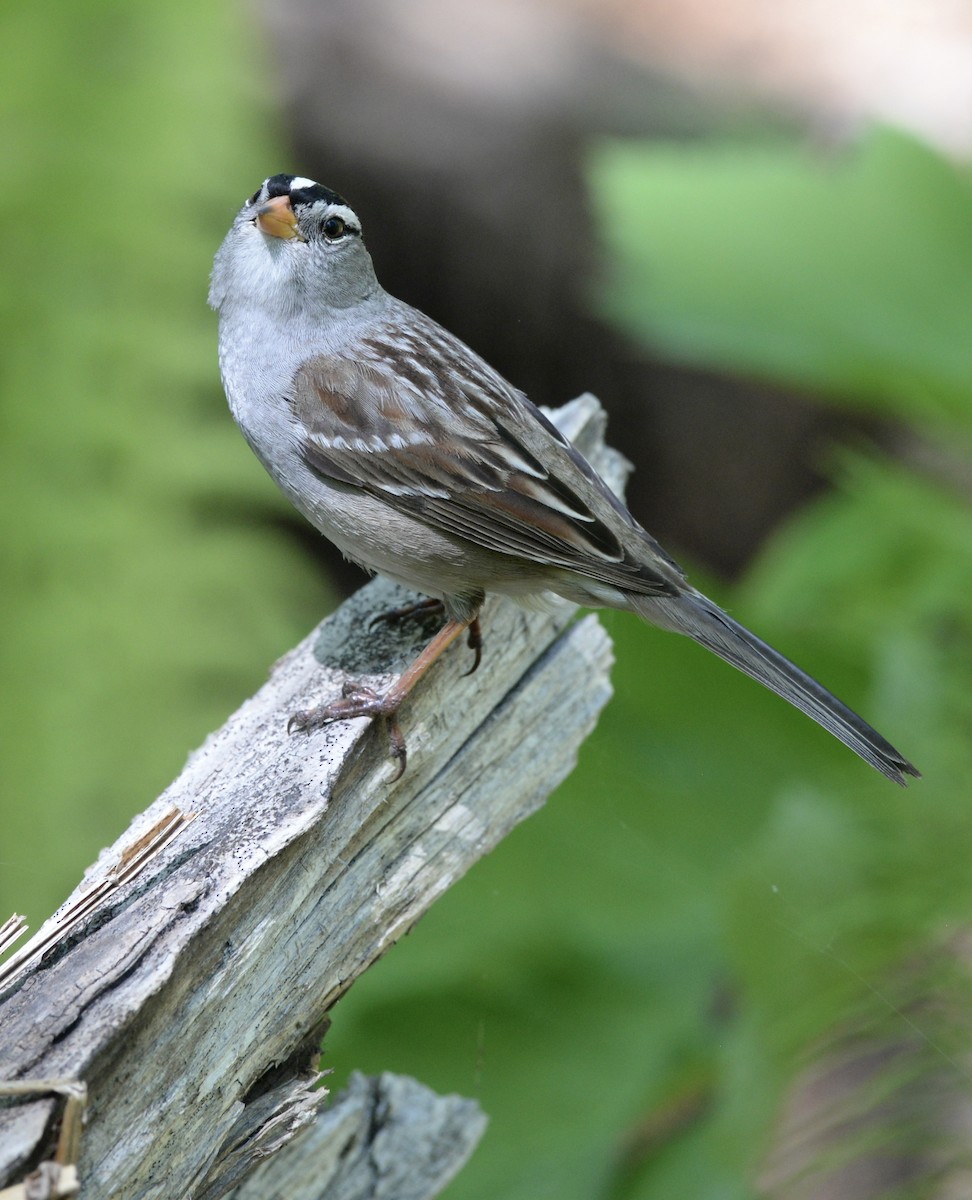 White-crowned Sparrow - ML453920311
