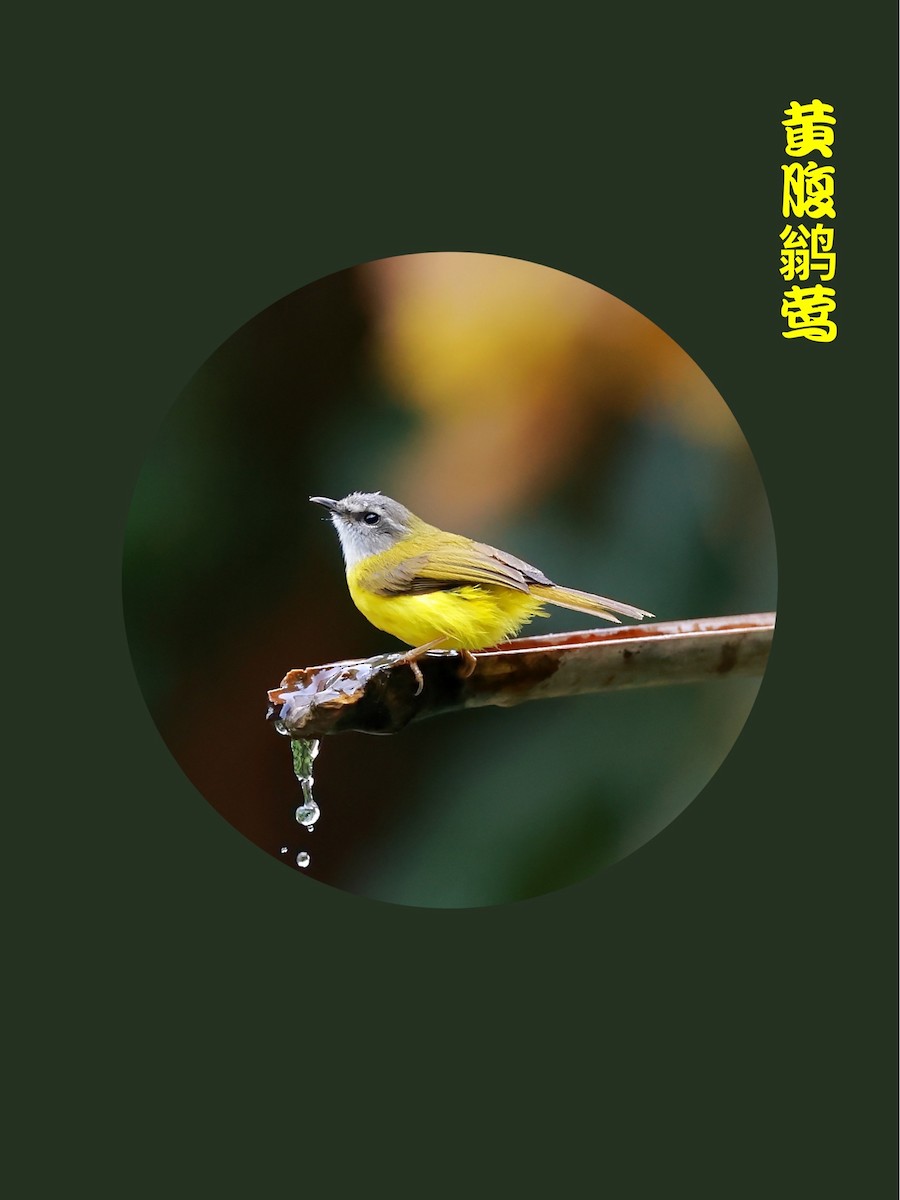 Yellow-bellied Warbler - ML453923281
