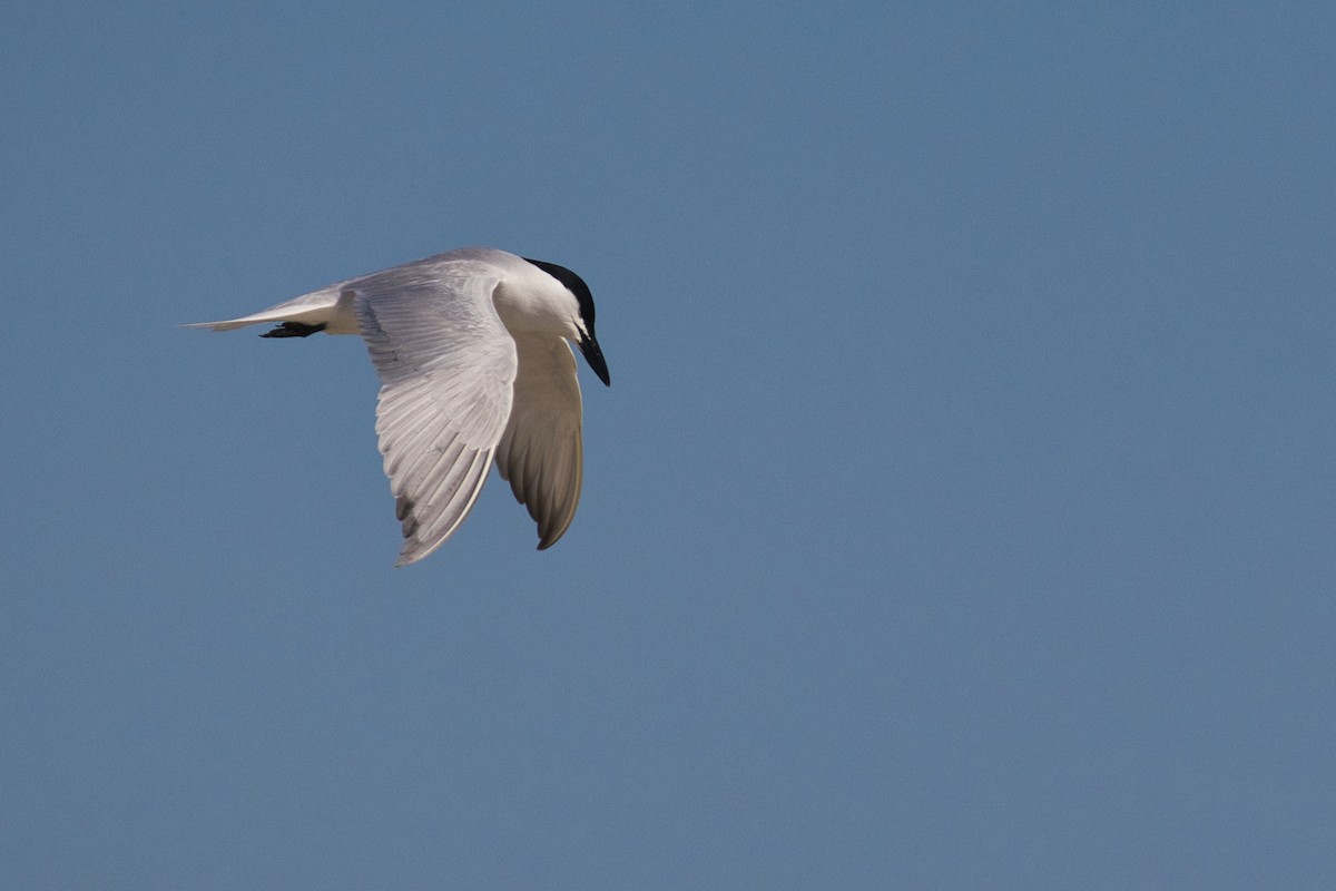 Gull-billed Tern - Hayley Keevan