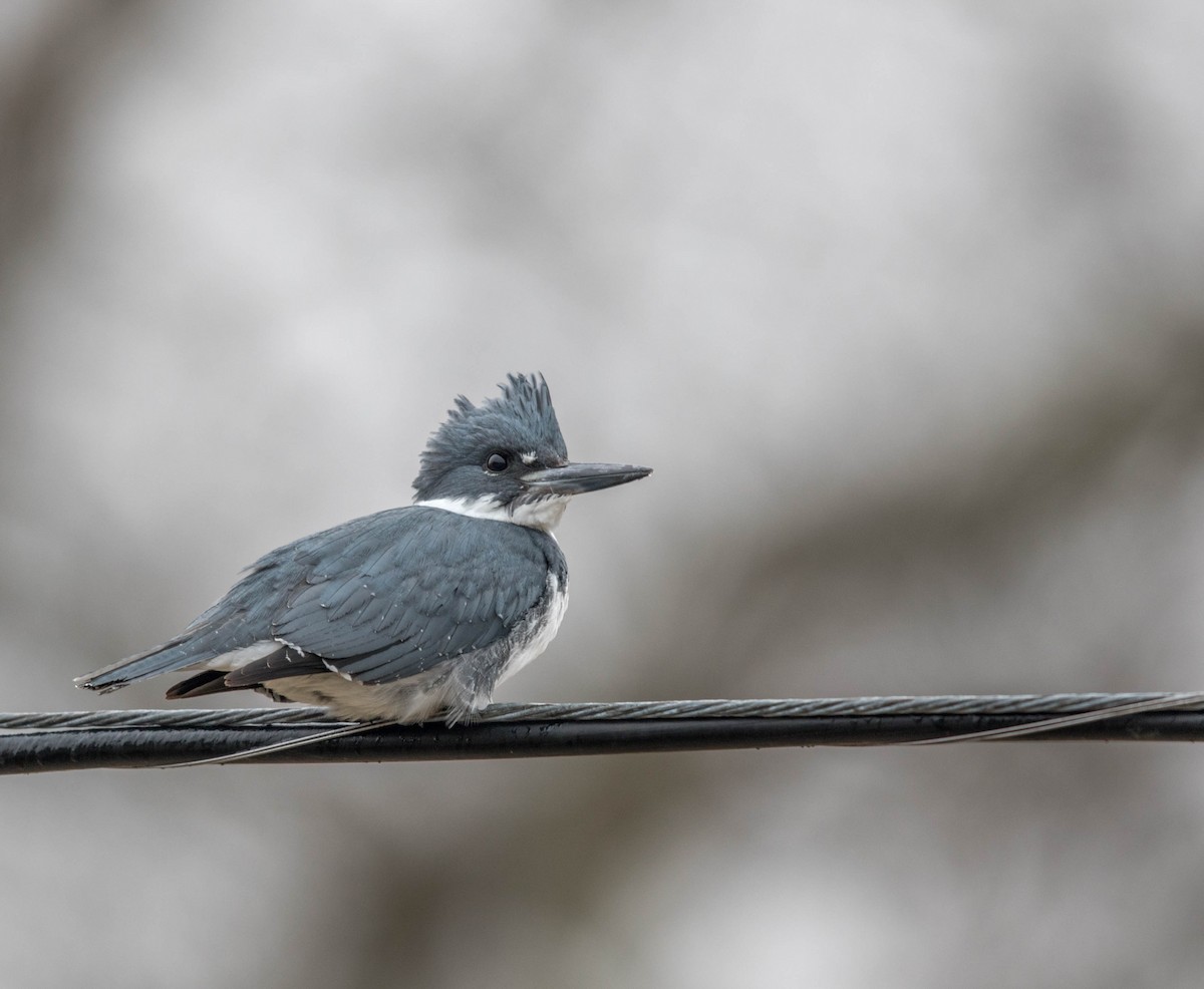 Belted Kingfisher - ML45392761