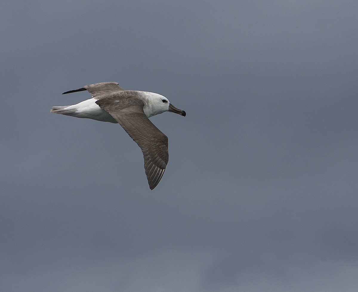 Black-browed Albatross - Dominic Garcia-Hall