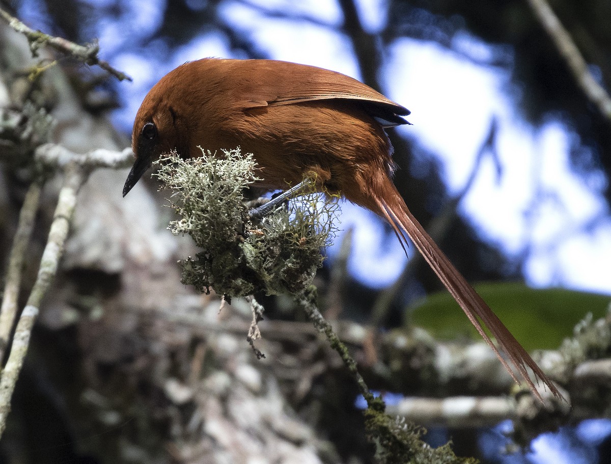 Black-throated Spinetail - ML453938111