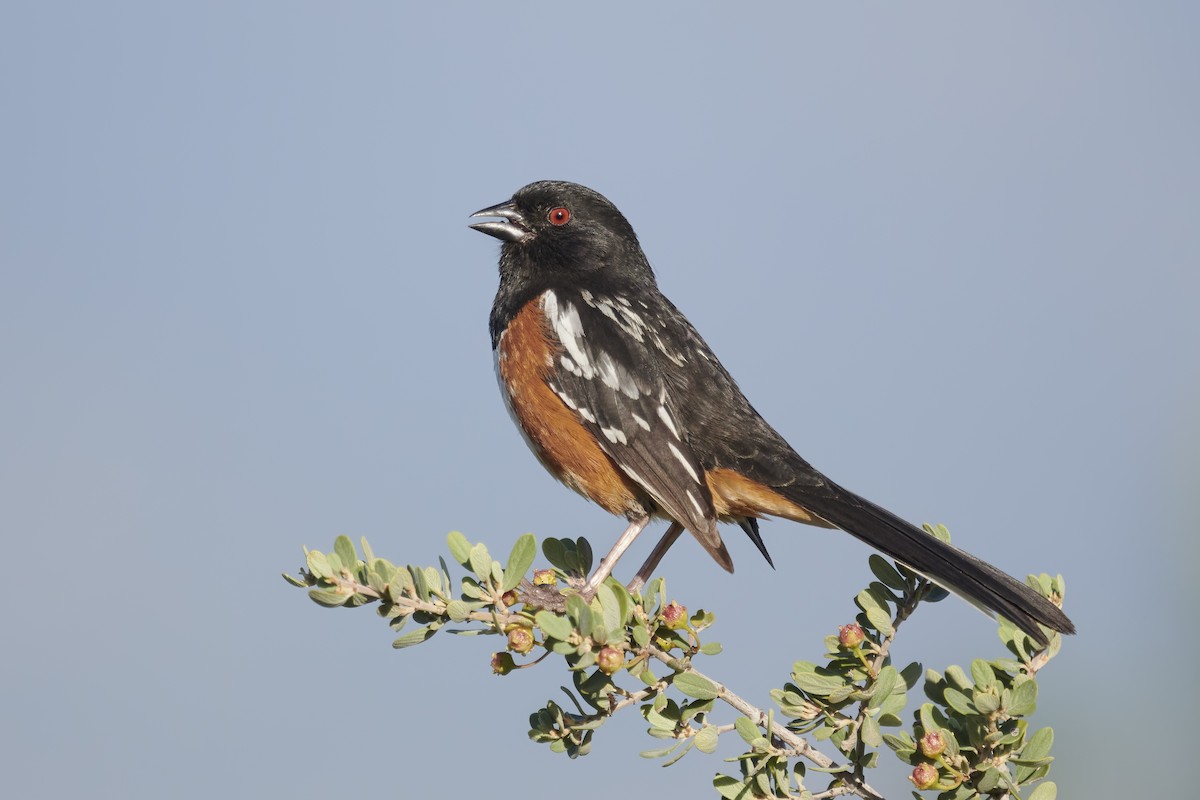 Spotted Towhee - ML453939161