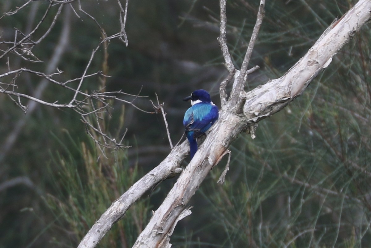Forest Kingfisher - ML453944831