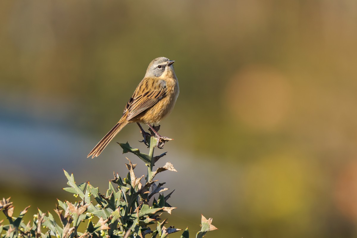 Long-tailed Reed Finch - ML453950021