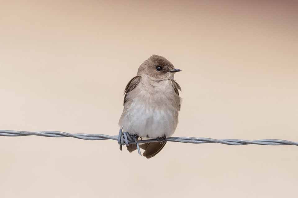 Northern Rough-winged Swallow - ML453958851