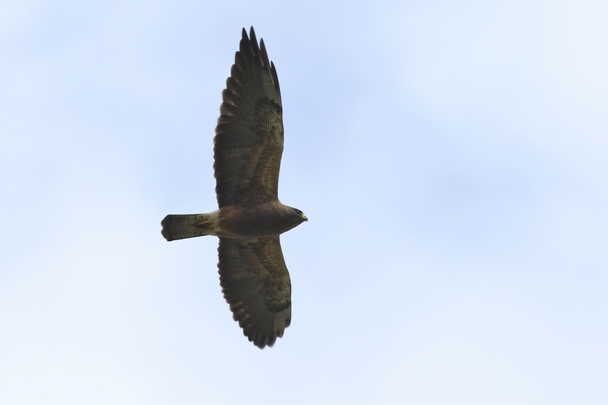 Swainson's Hawk at East Chilliwack Prairie--South of Hwy 1 by Jonathan Pap