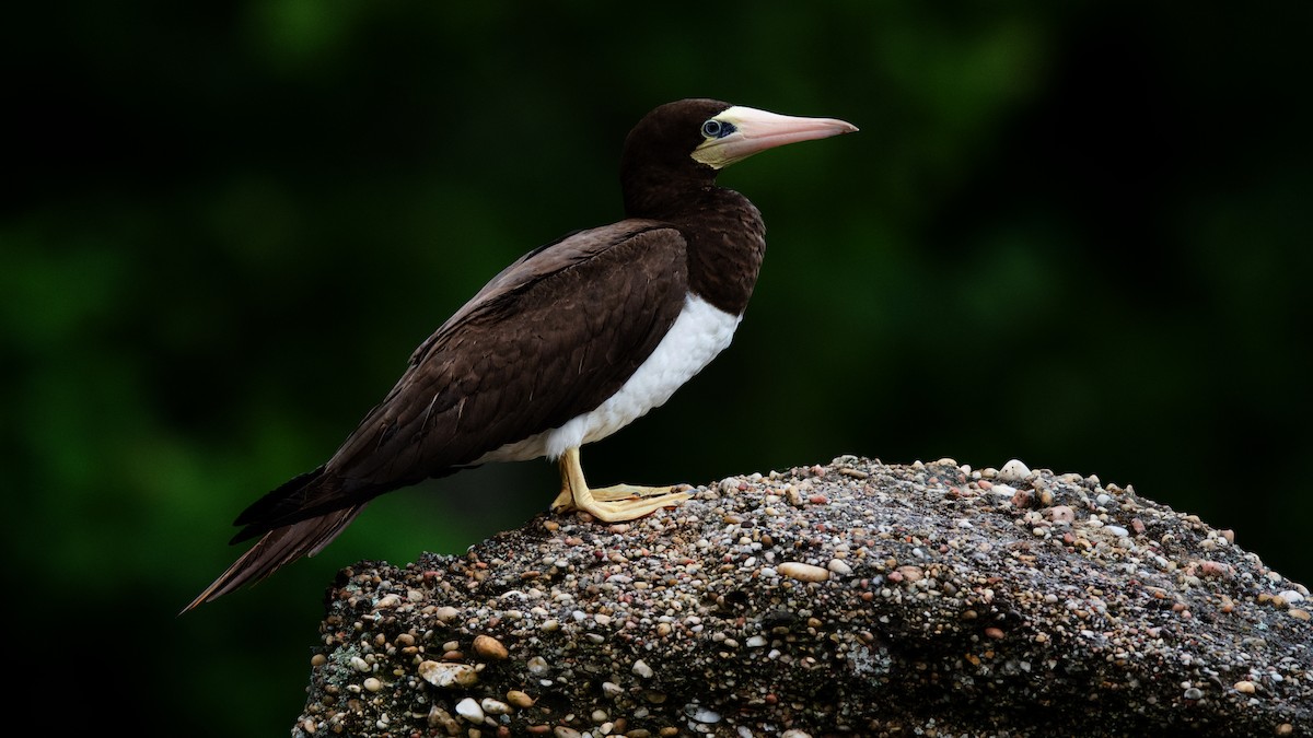 Brown Booby - ML453962541
