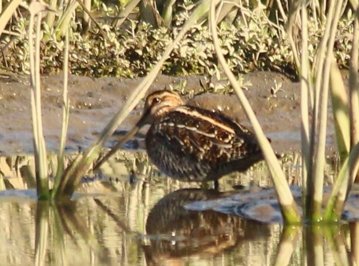 Wilson's Snipe - Anne (Webster) Leight