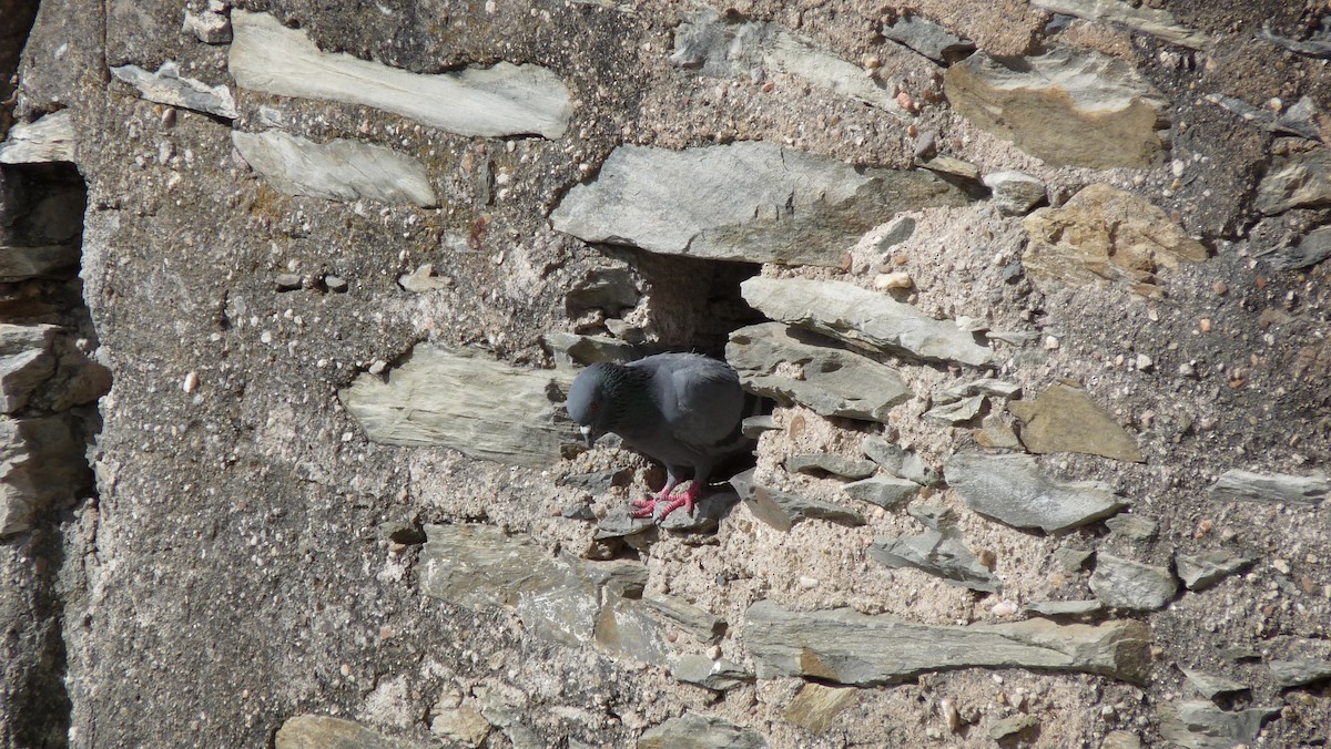Rock Pigeon (Feral Pigeon) - ML45396471