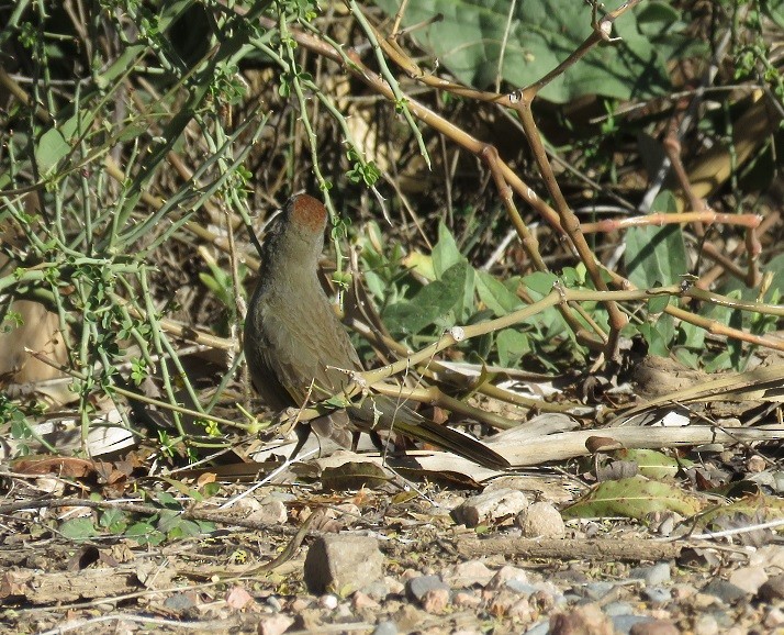Green-tailed Towhee - Anne (Webster) Leight