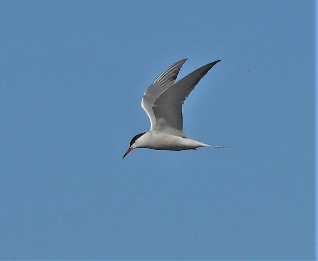 Common Tern - ML453977841