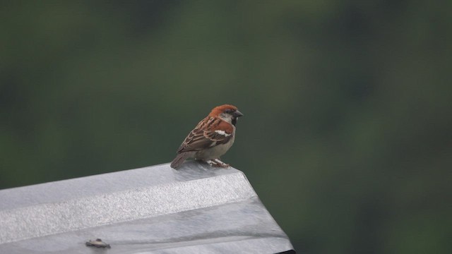 Russet Sparrow - ML453979641