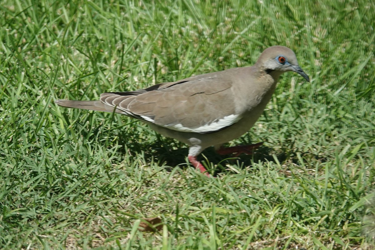 White-winged Dove - Barbara Blevins