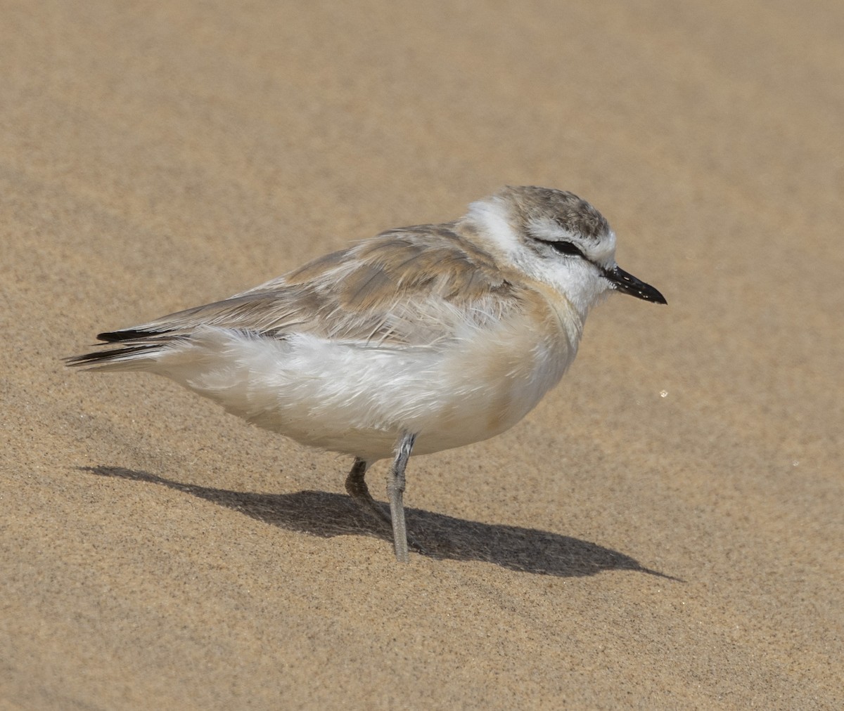 White-fronted Plover - ML453983441