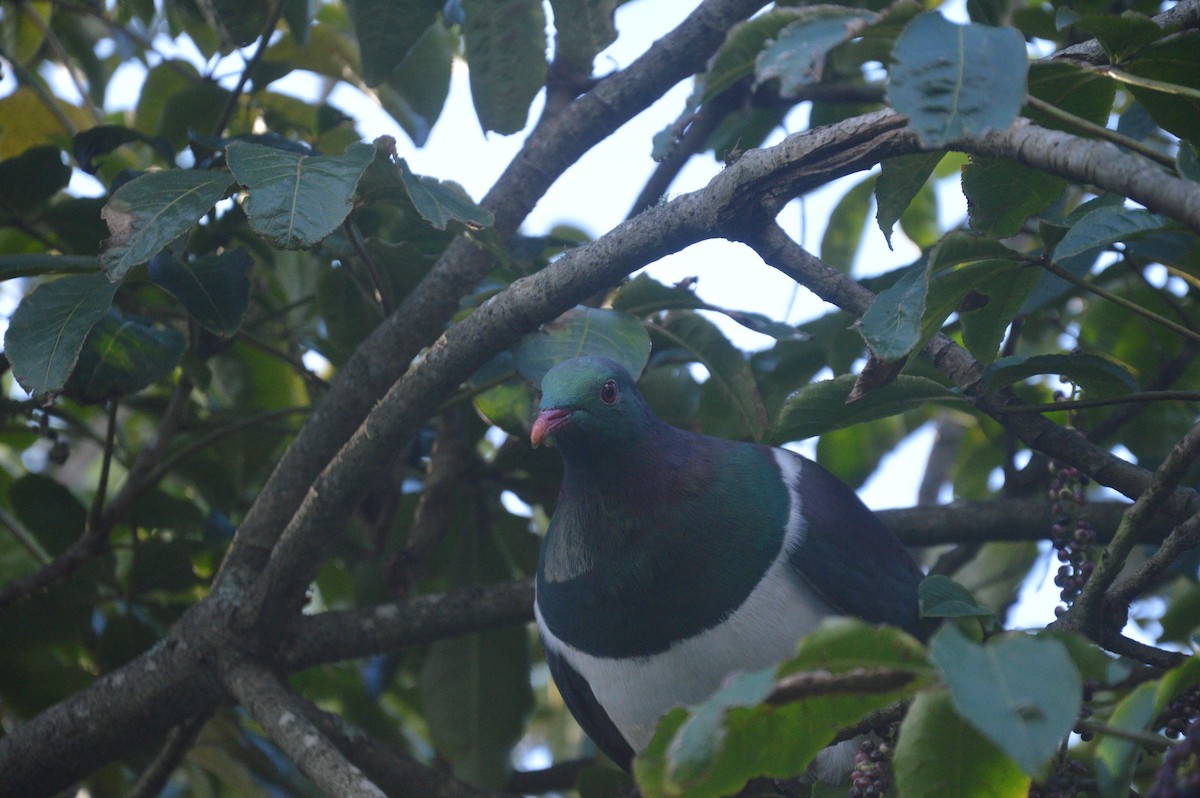 New Zealand Pigeon - Mats Olsthoorn