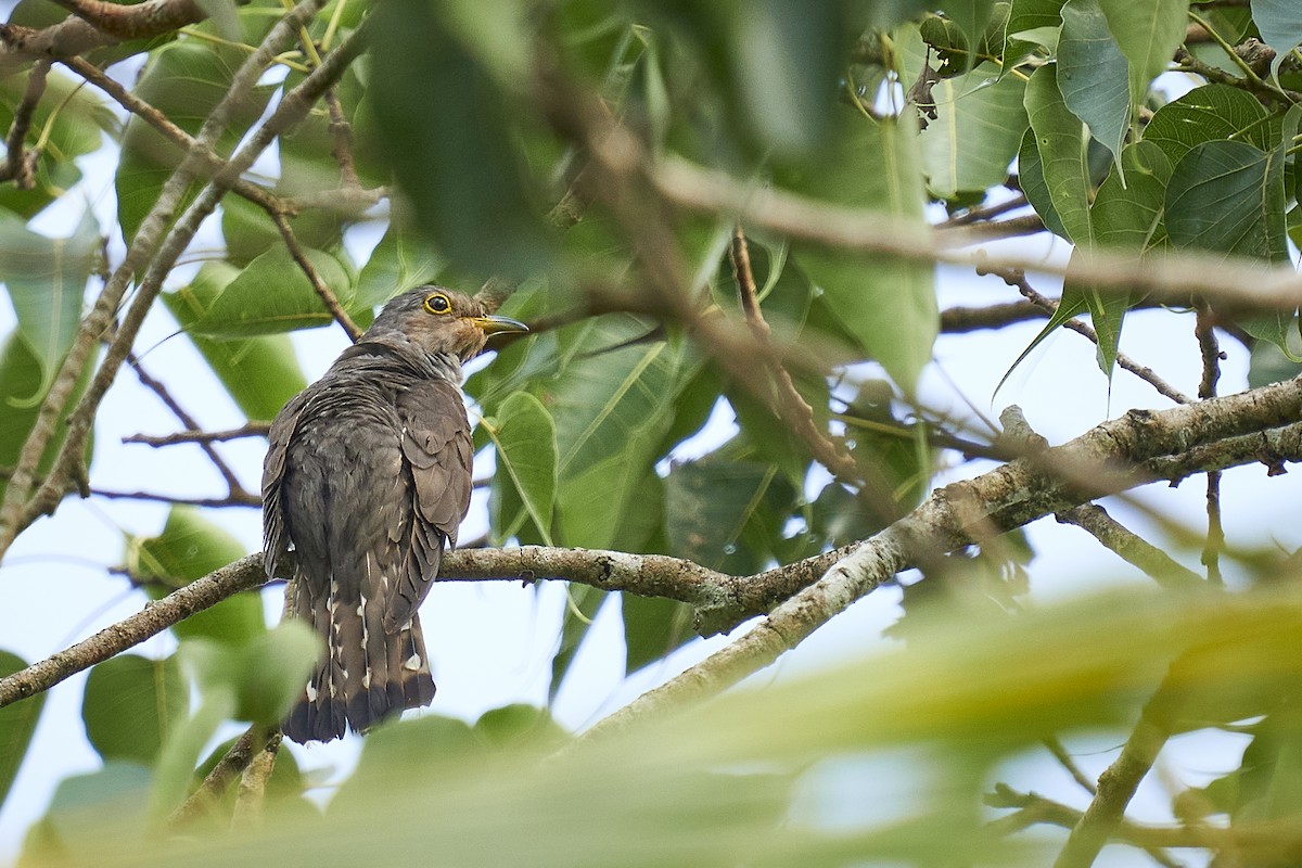 Indian Cuckoo - ML453985361
