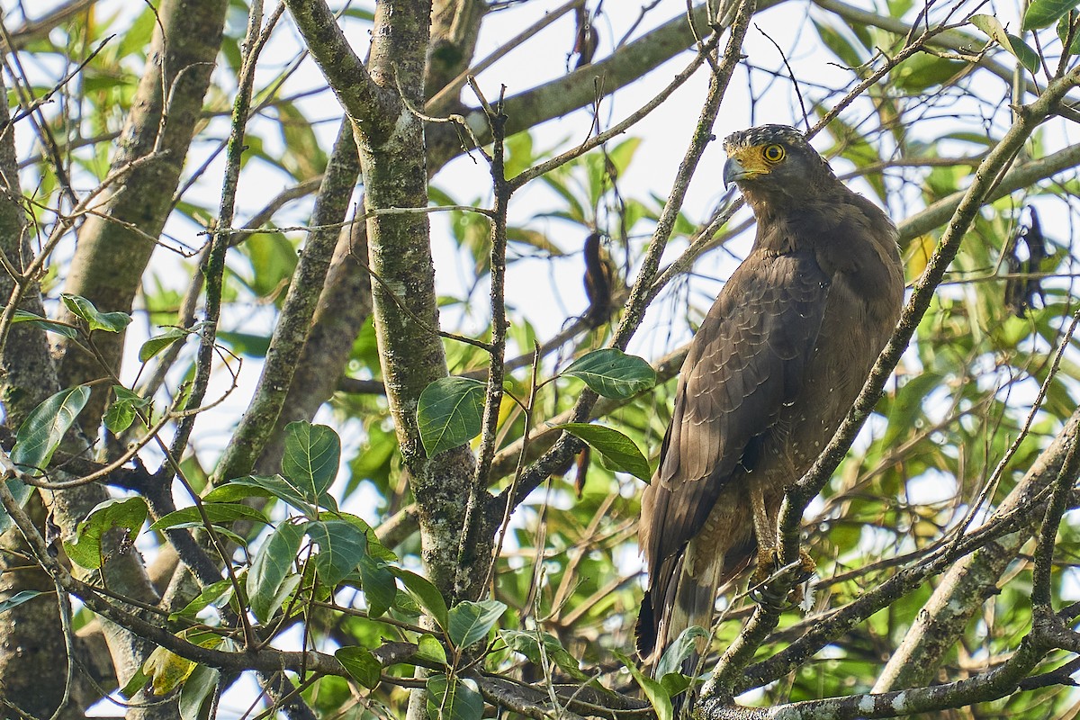 Crested Serpent-Eagle - ML453985471