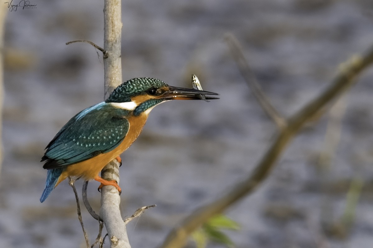 Common Kingfisher - Vijay Jadwani