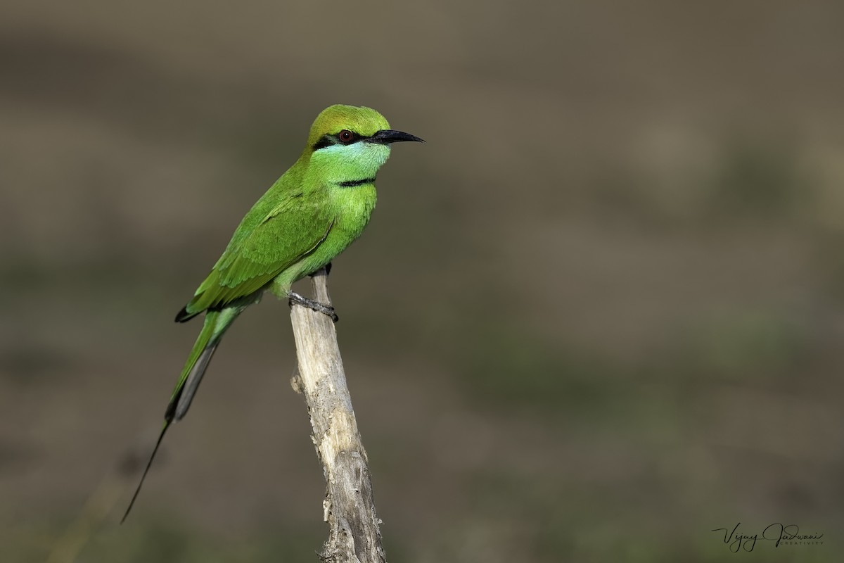 Asian Green Bee-eater - ML453986111