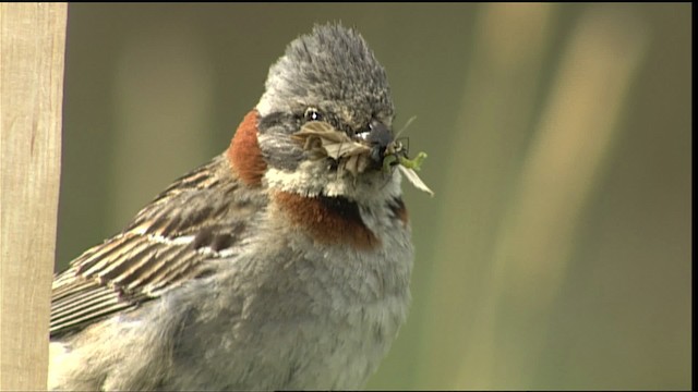 Rufous-collared Sparrow - ML453989