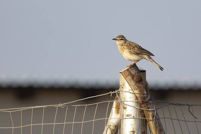 Short-clawed Lark is often found on the edges of rural villages. - Short-clawed Lark - 