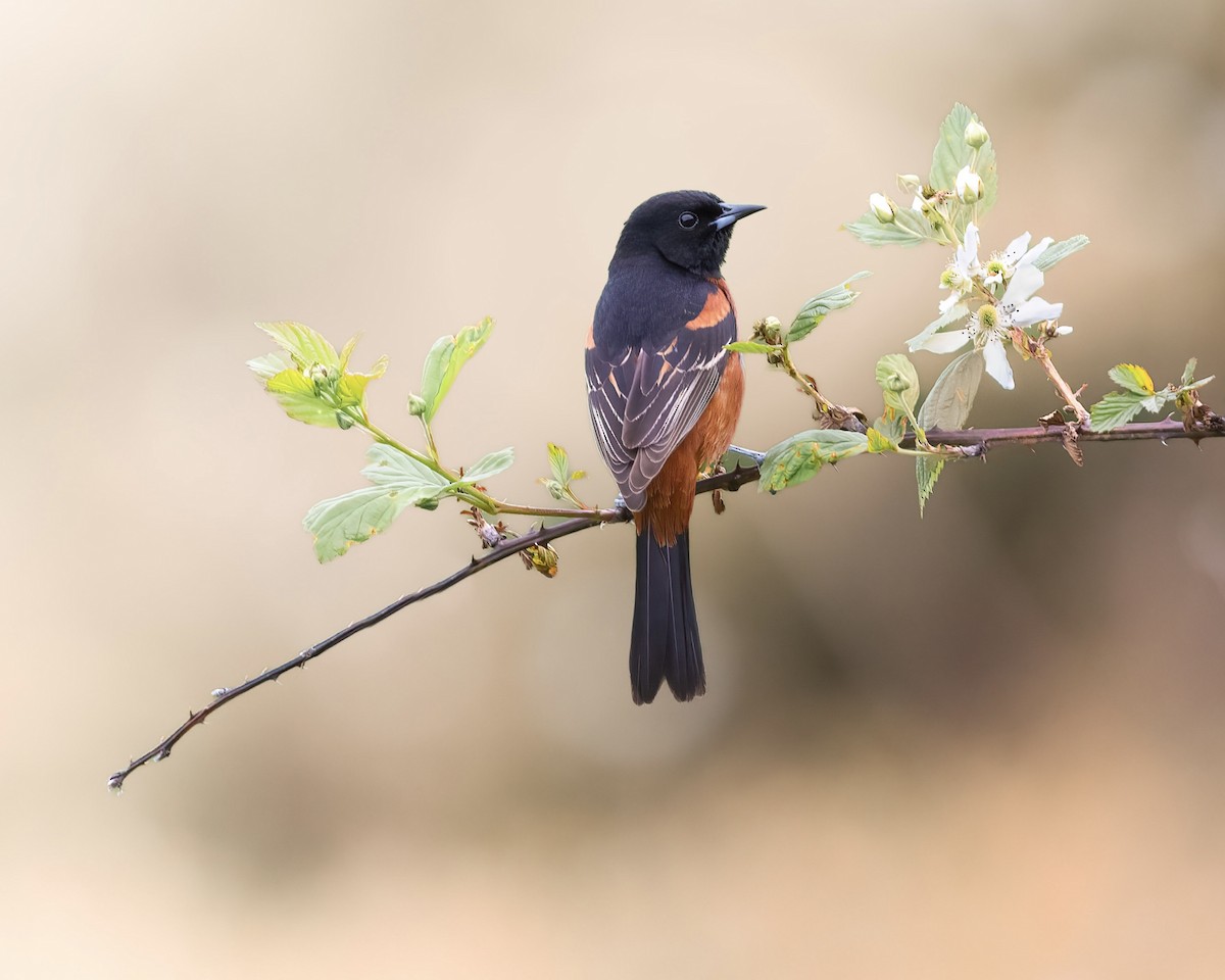 Orchard Oriole - ML453990371