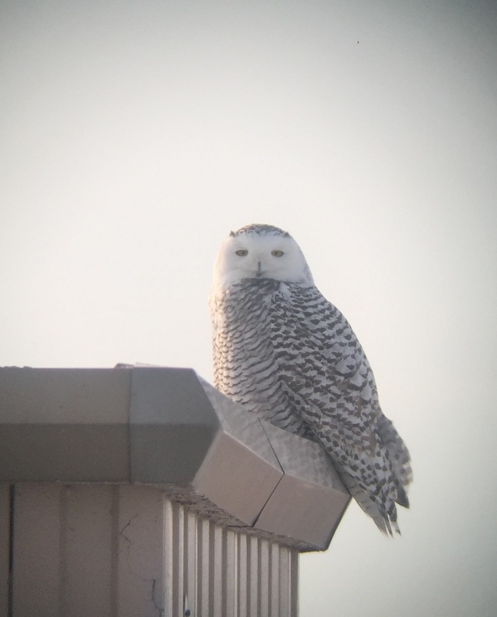 Snowy Owl - ML45399211