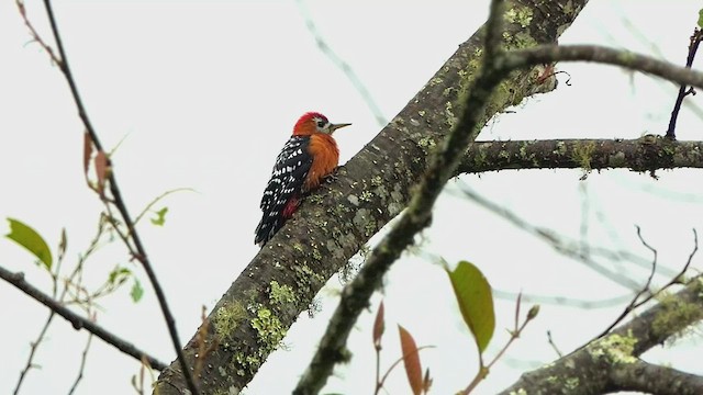 Rufous-bellied Woodpecker - ML453994601
