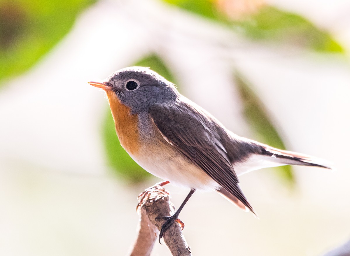 Red-breasted Flycatcher - Rhys Marsh