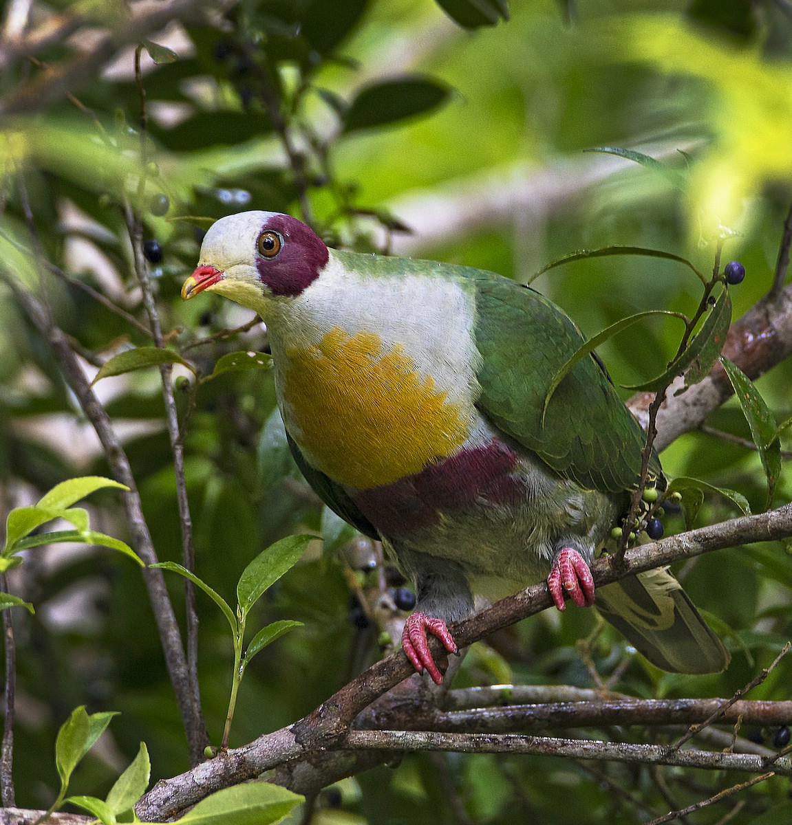 Yellow-breasted Fruit-Dove - ML454002061