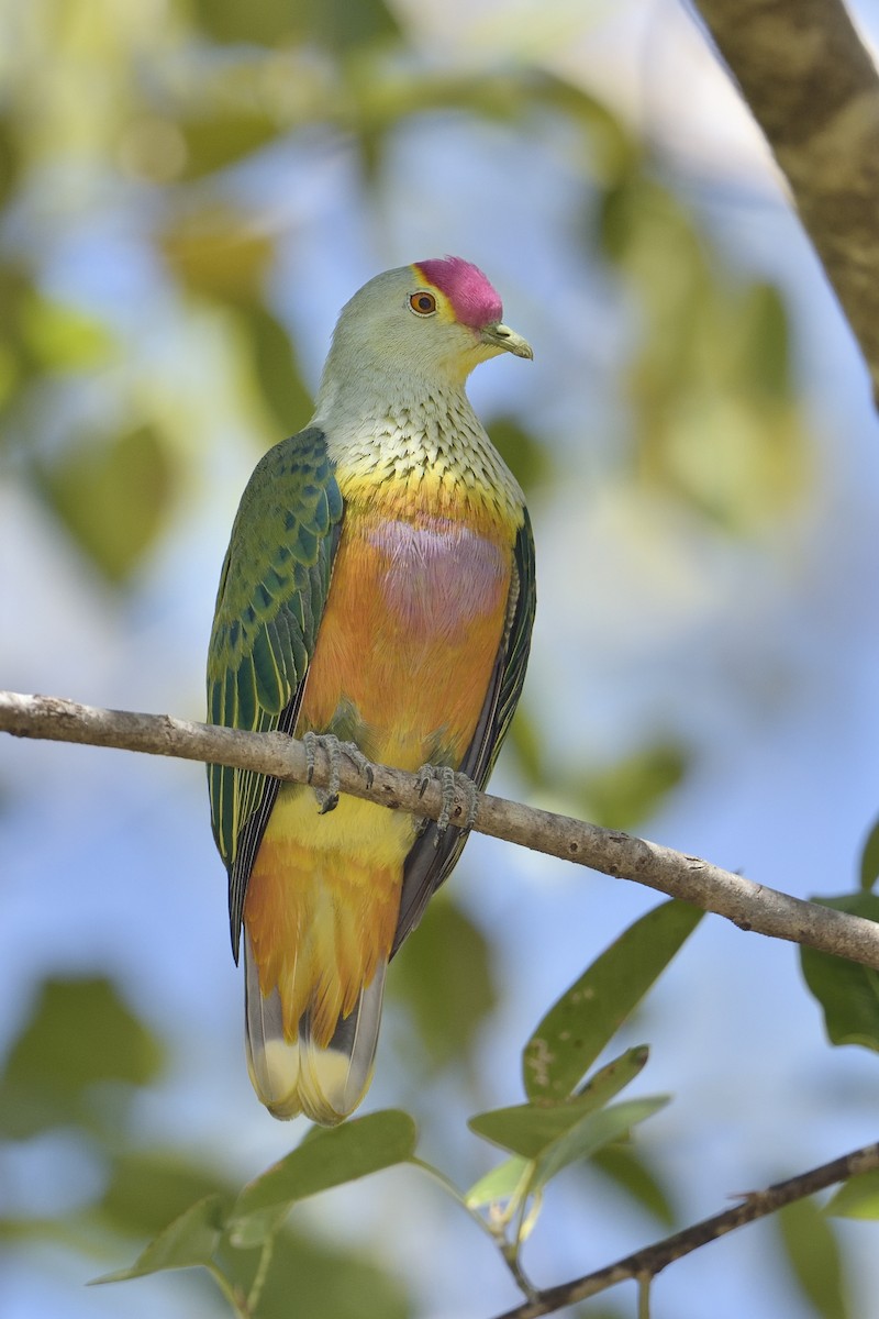 Rose-crowned Fruit-Dove - ML454012361