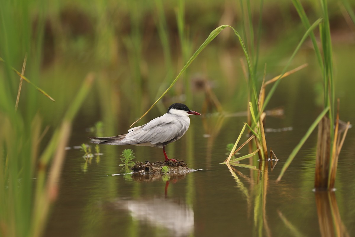 Whiskered Tern - Chi-Hsuan Shao