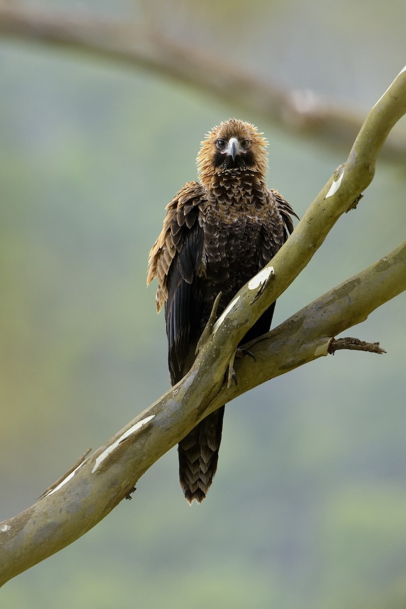 Wedge-tailed Eagle - ML454015971